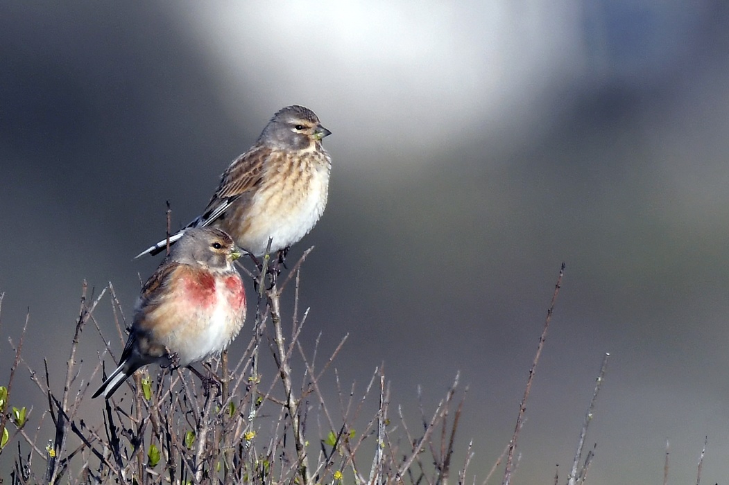 Linottes Melodieuses